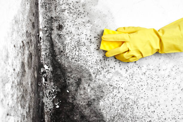 Best Commercial Mold Inspection  in Corona De Tucson, AZ
